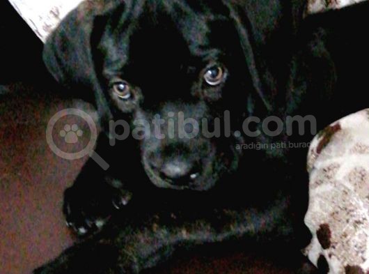 3 Aylık Dişi Cane Corso görsel