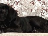 3 Aylık Dişi Cane Corso