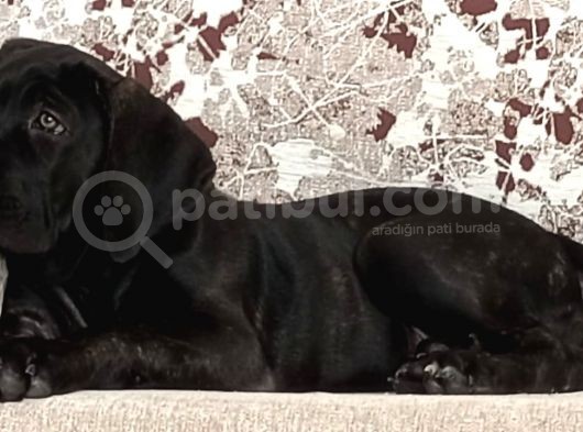 3 Aylık Dişi Cane Corso