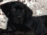 3 Aylık Dişi Cane Corso