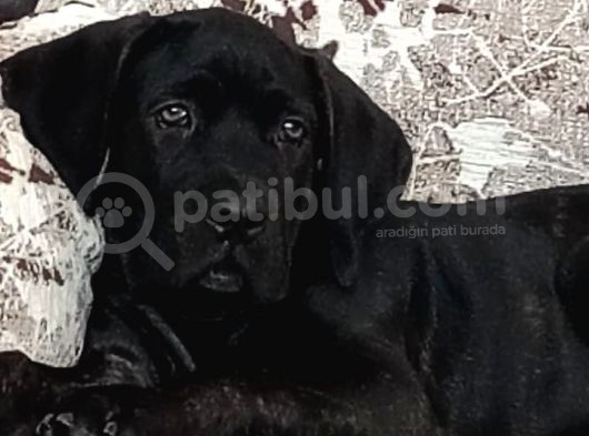 3 Aylık Dişi Cane Corso görsel