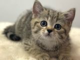 Irk Ve Sağlık Garantili Safkan British Shorthair Yavrularımız