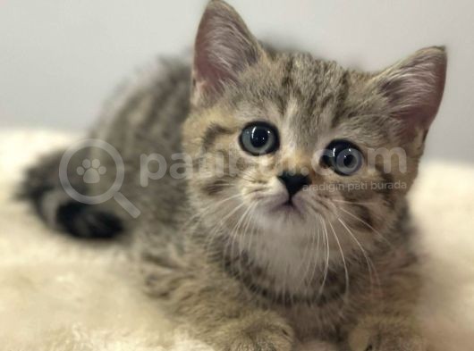 Irk Ve Sağlık Garantili Safkan British Shorthair Yavrularımız görsel