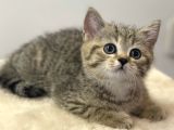 Irk Ve Sağlık Garantili Safkan British Shorthair Yavrularımız
