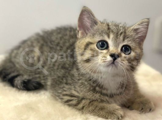 Irk Ve Sağlık Garantili Safkan British Shorthair Yavrularımız görsel