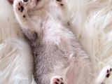 Irk Ve Sağlık Garantili Safkan British Shorthair Yavrularımız