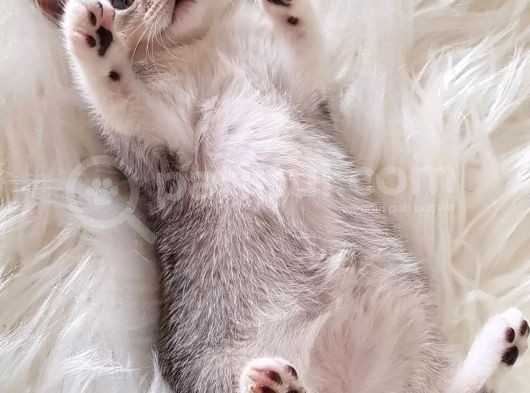 Irk Ve Sağlık Garantili Safkan British Shorthair Yavrularımız görsel