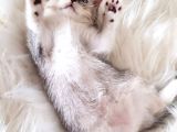 Irk Ve Sağlık Garantili Safkan British Shorthair Yavrularımız