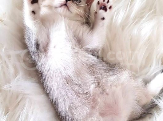 Irk Ve Sağlık Garantili Safkan British Shorthair Yavrularımız görsel