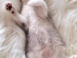 Irk Ve Sağlık Garantili Safkan British Shorthair Yavrularımız