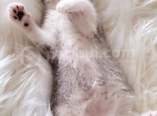 Irk Ve Sağlık Garantili Safkan British Shorthair Yavrularımız