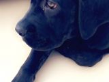 3 Aylık Dişi Cane Corso