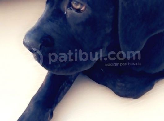 3 Aylık Dişi Cane Corso görsel