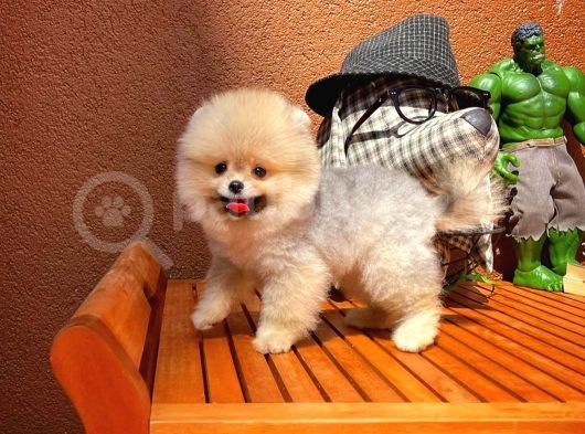 Sevi̇mli̇ Oyun Köpeği̇ Mars