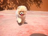 Sevi̇mli̇ Oyun Köpeği̇ Mars
