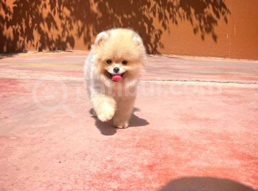 Sevi̇mli̇ Oyun Köpeği̇ Mars görsel