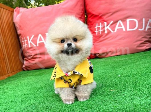 Sevi̇mli̇ Ve Sempati̇k Köpek Chi̇no