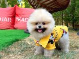 Sevi̇mli̇ Ve Sempati̇k Köpek Chi̇no