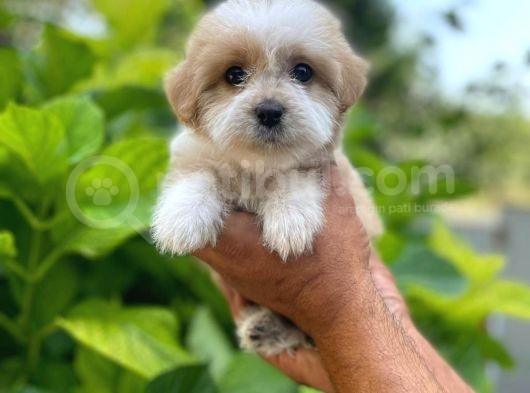 Yavru Malti̇poo görsel
