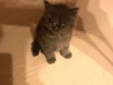 British Shorthair Yavruları