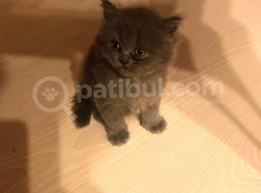 British Shorthair Yavruları görsel