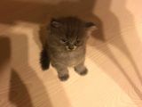 British Shorthair Yavruları