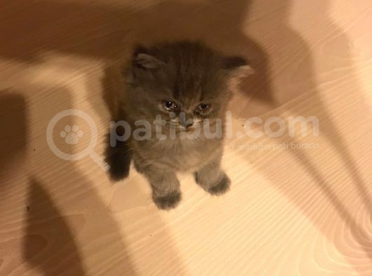 British Shorthair Yavruları görsel