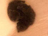 British Shorthair Yavruları