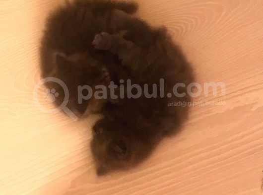 British Shorthair Yavruları görsel