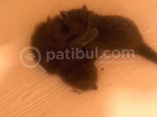 British Shorthair Yavruları görsel
