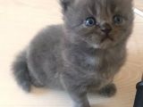 British Shorthair Yavruları