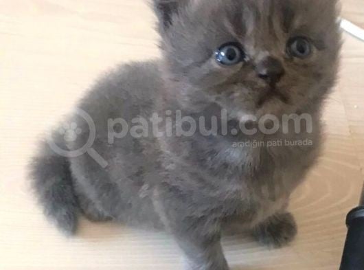 British Shorthair Yavruları görsel