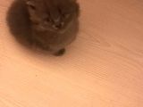 British Shorthair Yavruları