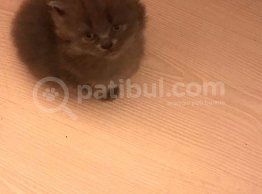 British Shorthair Yavruları görsel