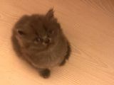 British Shorthair Yavruları