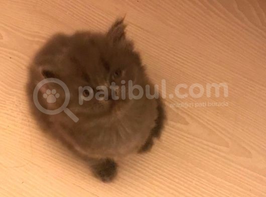 British Shorthair Yavruları görsel