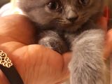 British Shorthair Yavruları