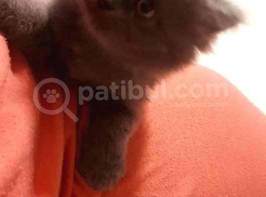 British Shorthair Yavruları görsel