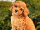 Show Kali̇te Toy Poodle Yavrular