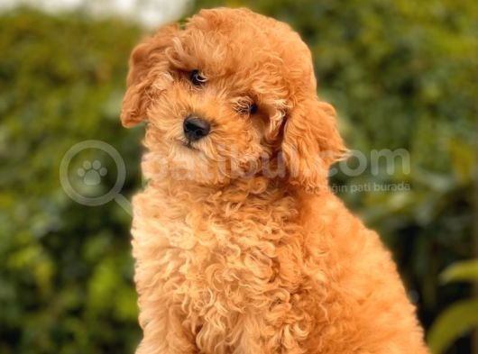 Show Kali̇te Toy Poodle Yavrular