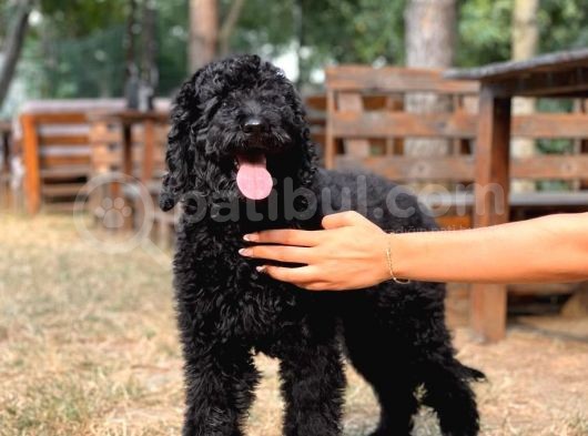 Standart Toy Poodle Yavrular görsel