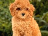 Show Kali̇te Toy Poodle Yavrular