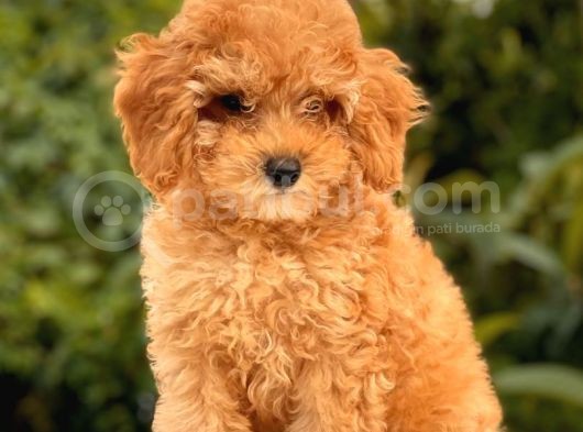 Show Kali̇te Toy Poodle Yavrular görsel