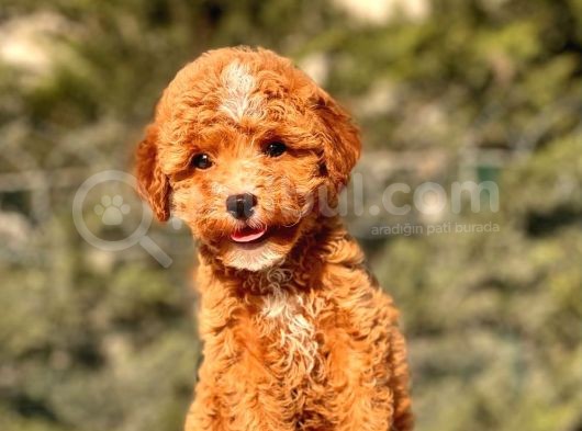 Mi̇ni̇ Boy Red Toy Poodle Kizimiz görsel