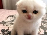 Çok Kaliteli Kan Hattına Sahip Pofuduk Suratlı Scottish Fold Erkek Yavru