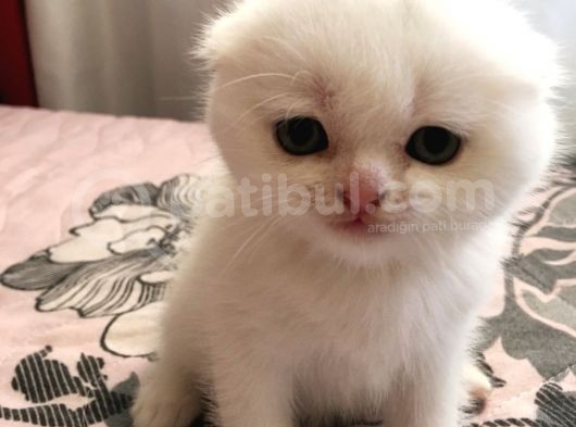 Çok Kaliteli Kan Hattına Sahip Pofuduk Suratlı Scottish Fold Erkek Yavru görsel