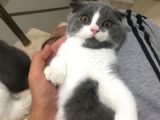 Scottish Fold Bicolor