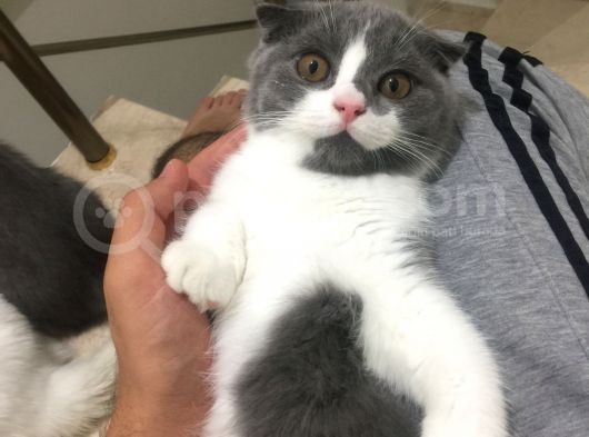 Scottish Fold Bicolor görsel