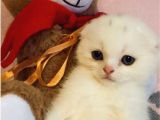Çok Kaliteli Kan Hattına Sahip Pofuduk Suratlı Scottish Fold Erkek Yavru