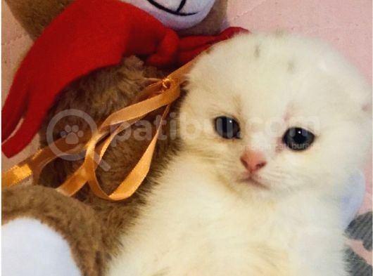 Çok Kaliteli Kan Hattına Sahip Pofuduk Suratlı Scottish Fold Erkek Yavru